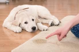 Pet Stain Carpet Cleaners