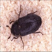 Carpet beetle extermination
